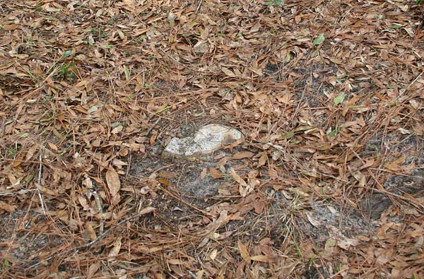  Unknown Gravestone Photo