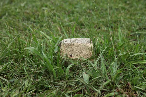  Unknown Gravestone Photo