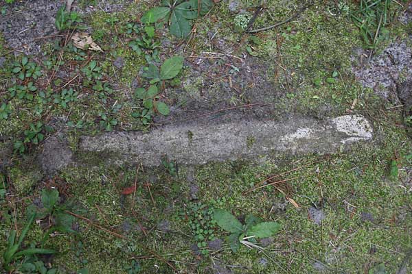  Unknown Gravestone Photo