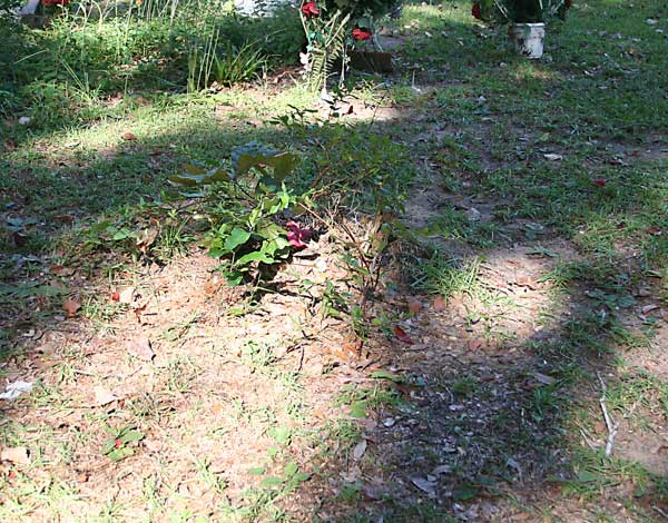  Unknown Gravestone Photo