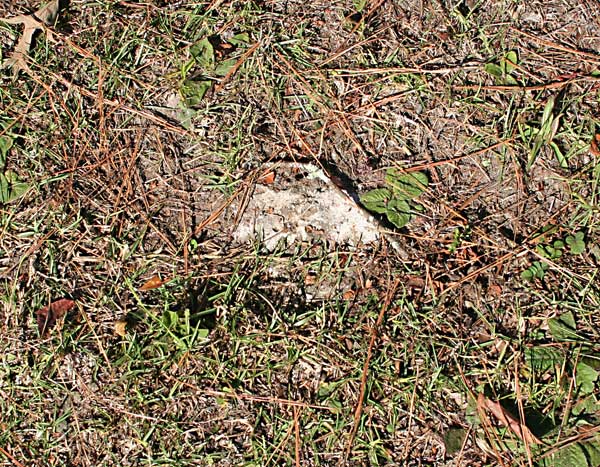  Unknown Gravestone Photo